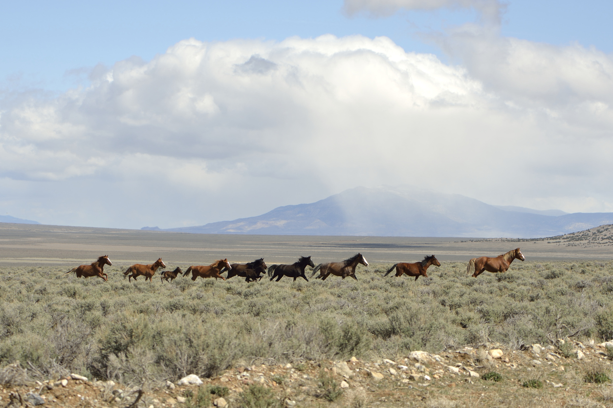 nevada-soil-conservation-program-8338.jpeg